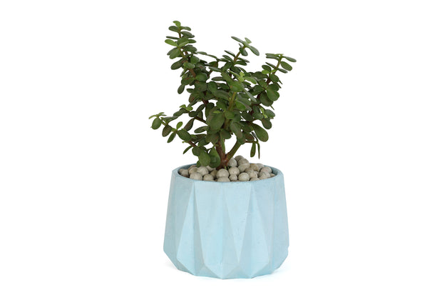 Concrete Small Succulent Planter- Blue